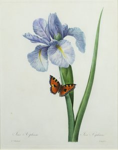 Iris xiphium, gravé par Langlois, de 